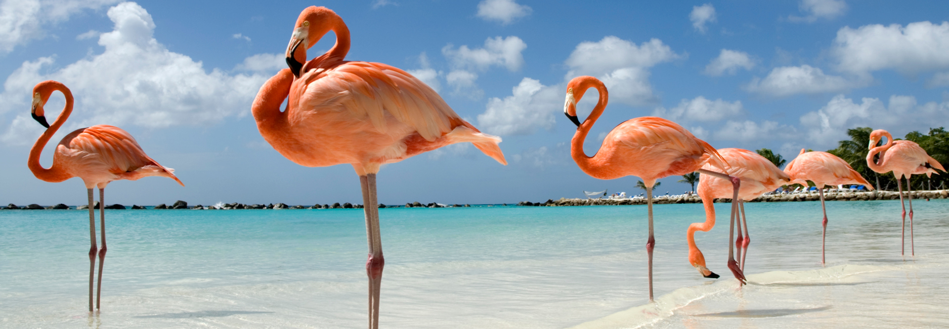 Flamingos on Beach, Aruba