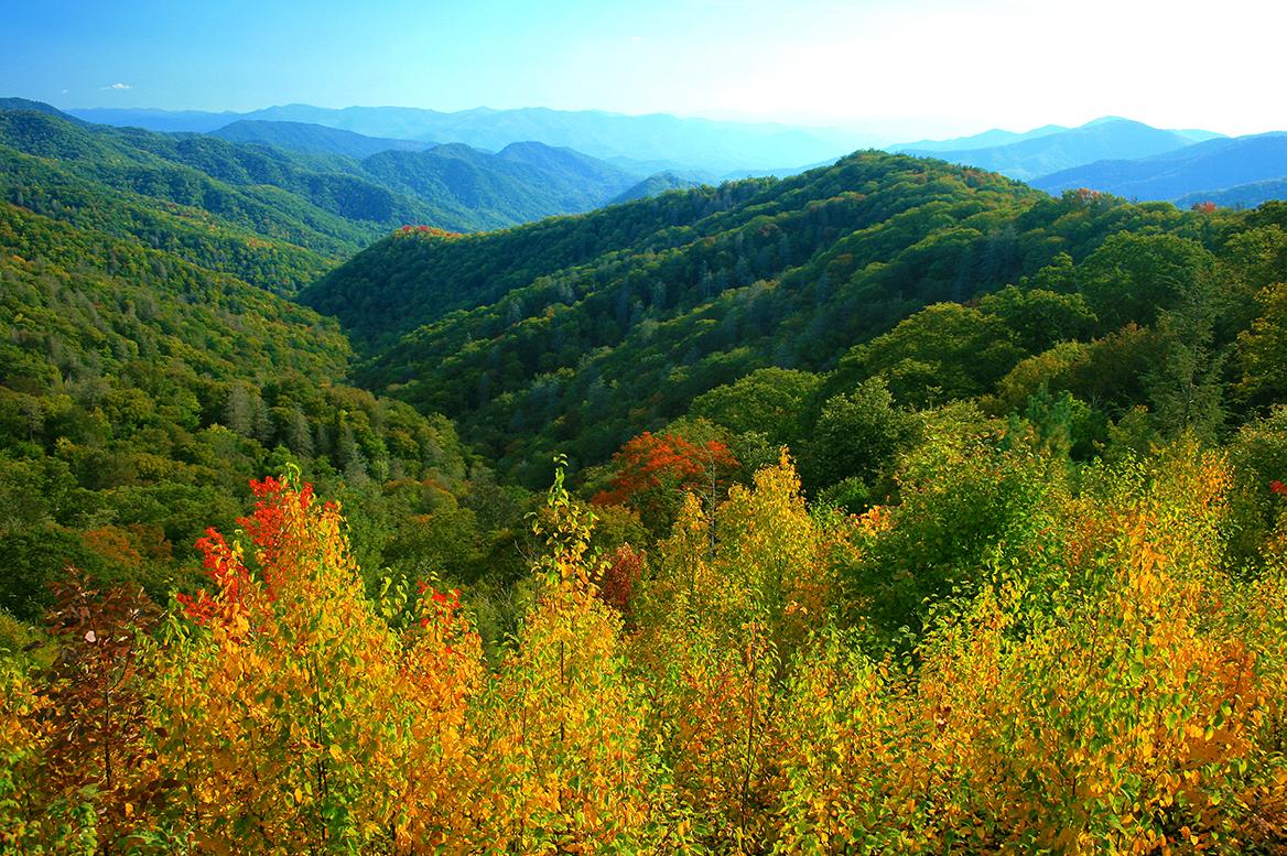 The foliage in the Smoky Mountains of Tennessee
