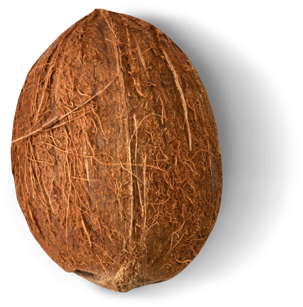 Dominican Republic coconut