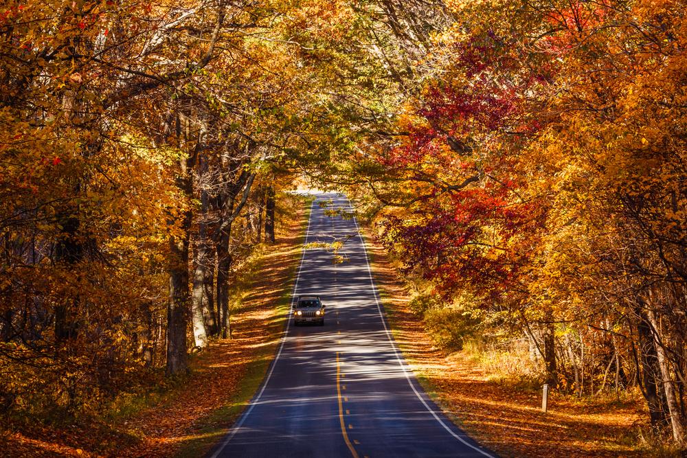 Virginia's Skyline Drive foliage at Shenandoah