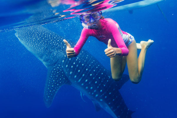 Swimming with whale sharks