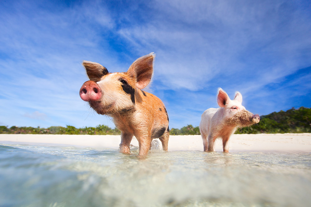 Pig Beach in The Bahamas