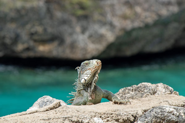 iguana