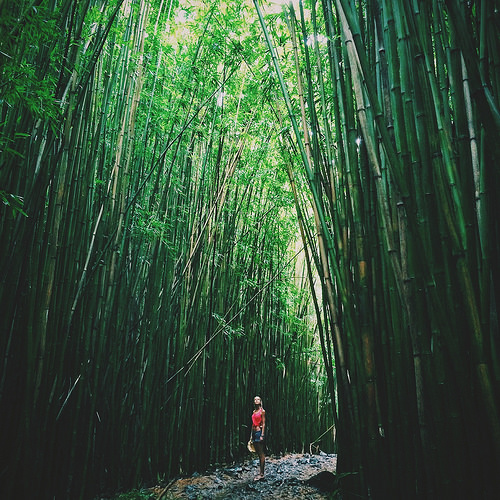 Hawaii forest