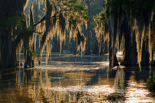 The Bayou