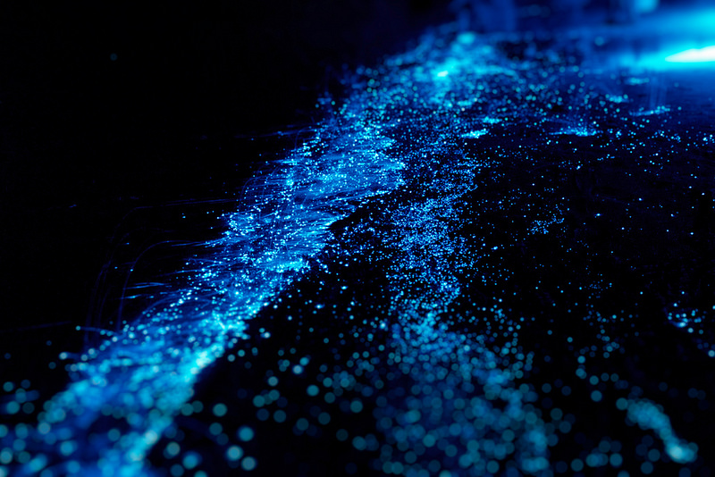 Bioluminescent Bay