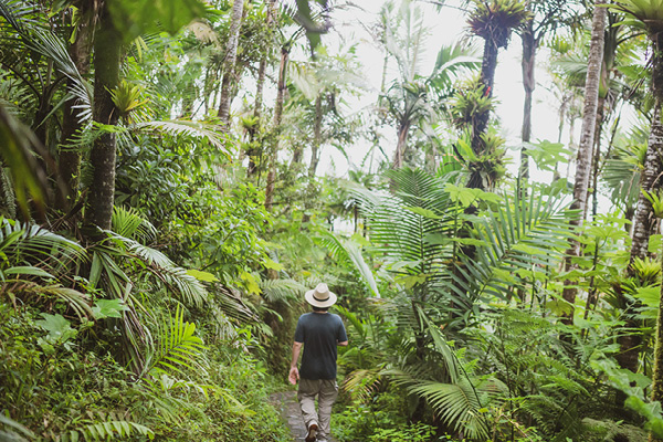 Person walking through a lush jungle on a Caribbean island