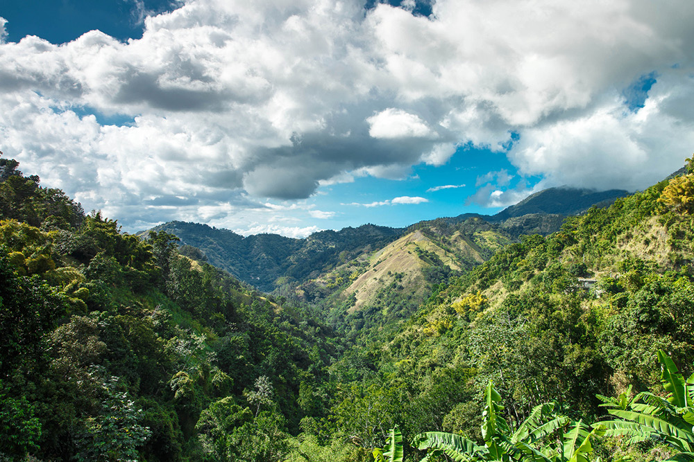 The Blue Mountains are the longest range in Jamaica