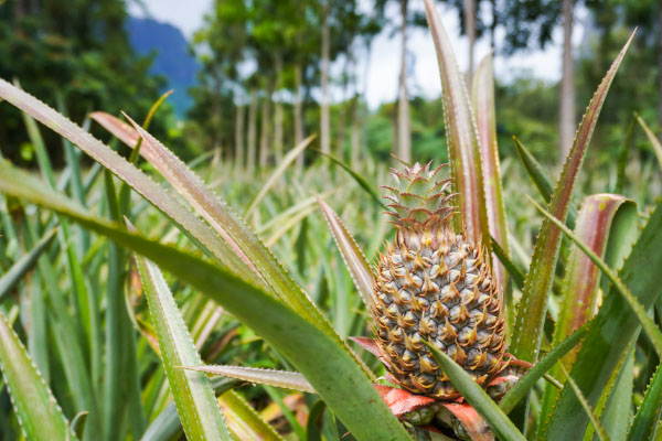 pineapple farm