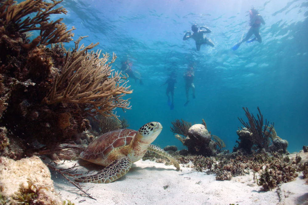 Playa Akumal is one of the best beaches in the Riviera Maya for swimming with sea turtles