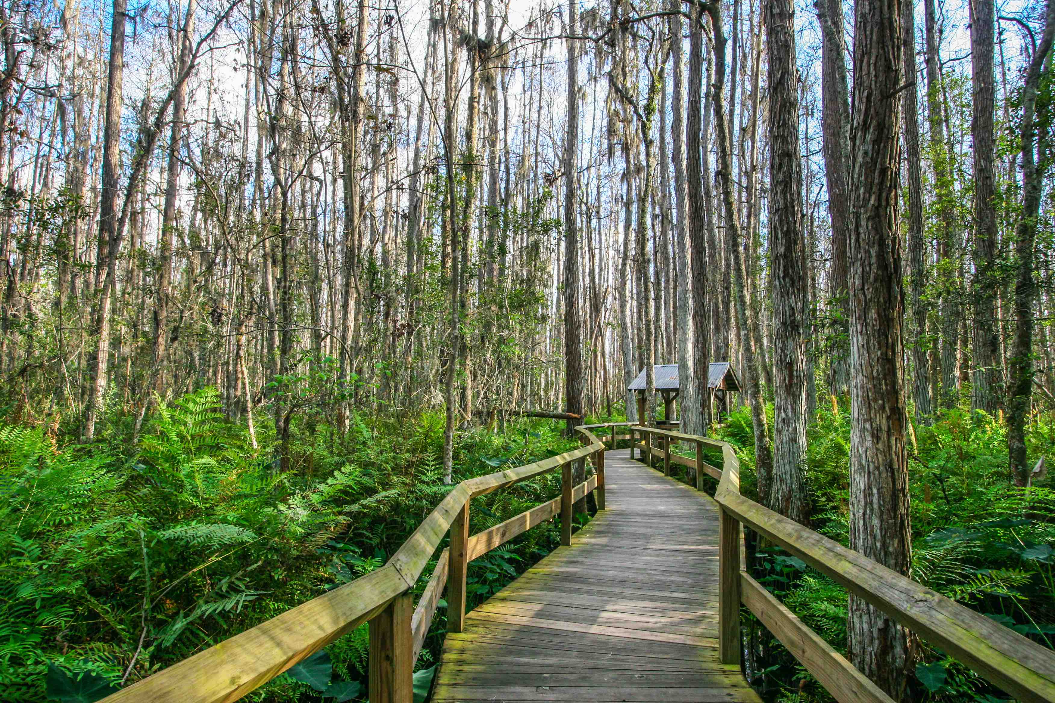  Everglades