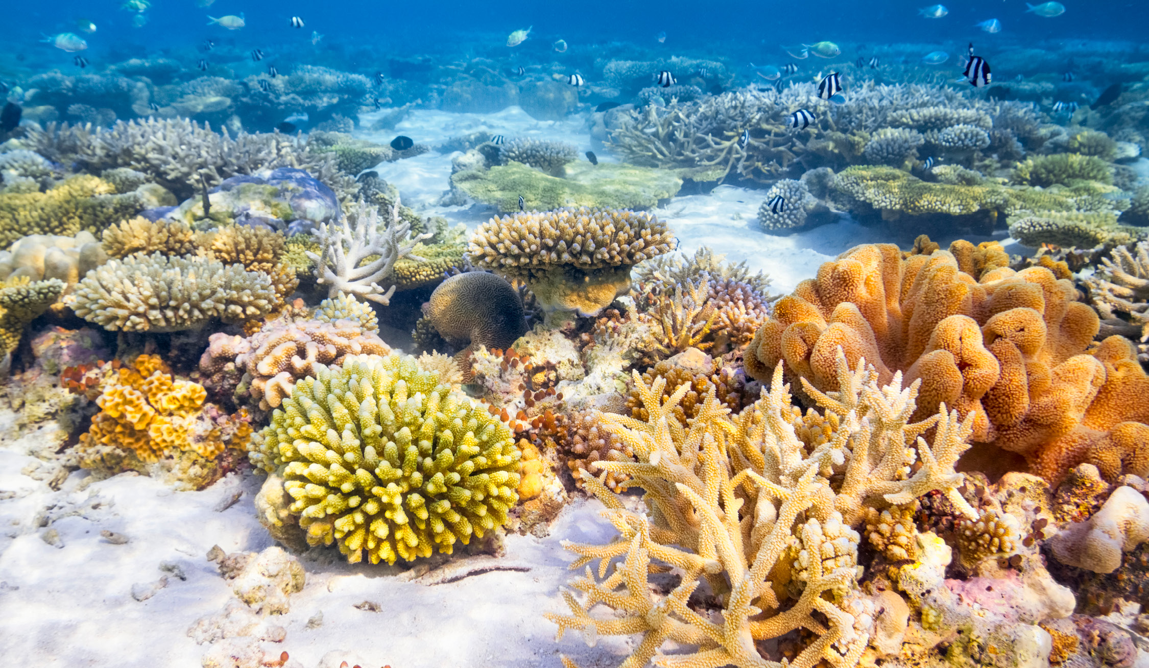 snorkeling