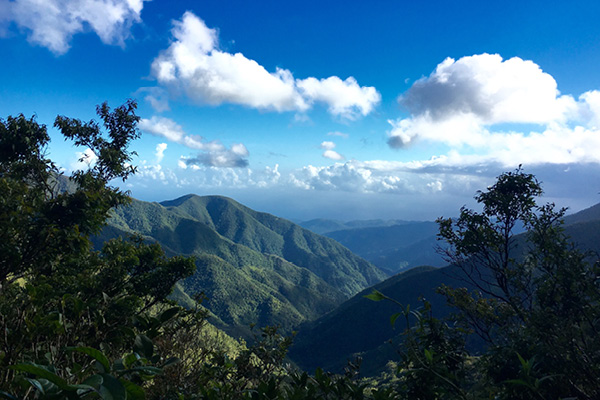 Jamaica Blue Mountain