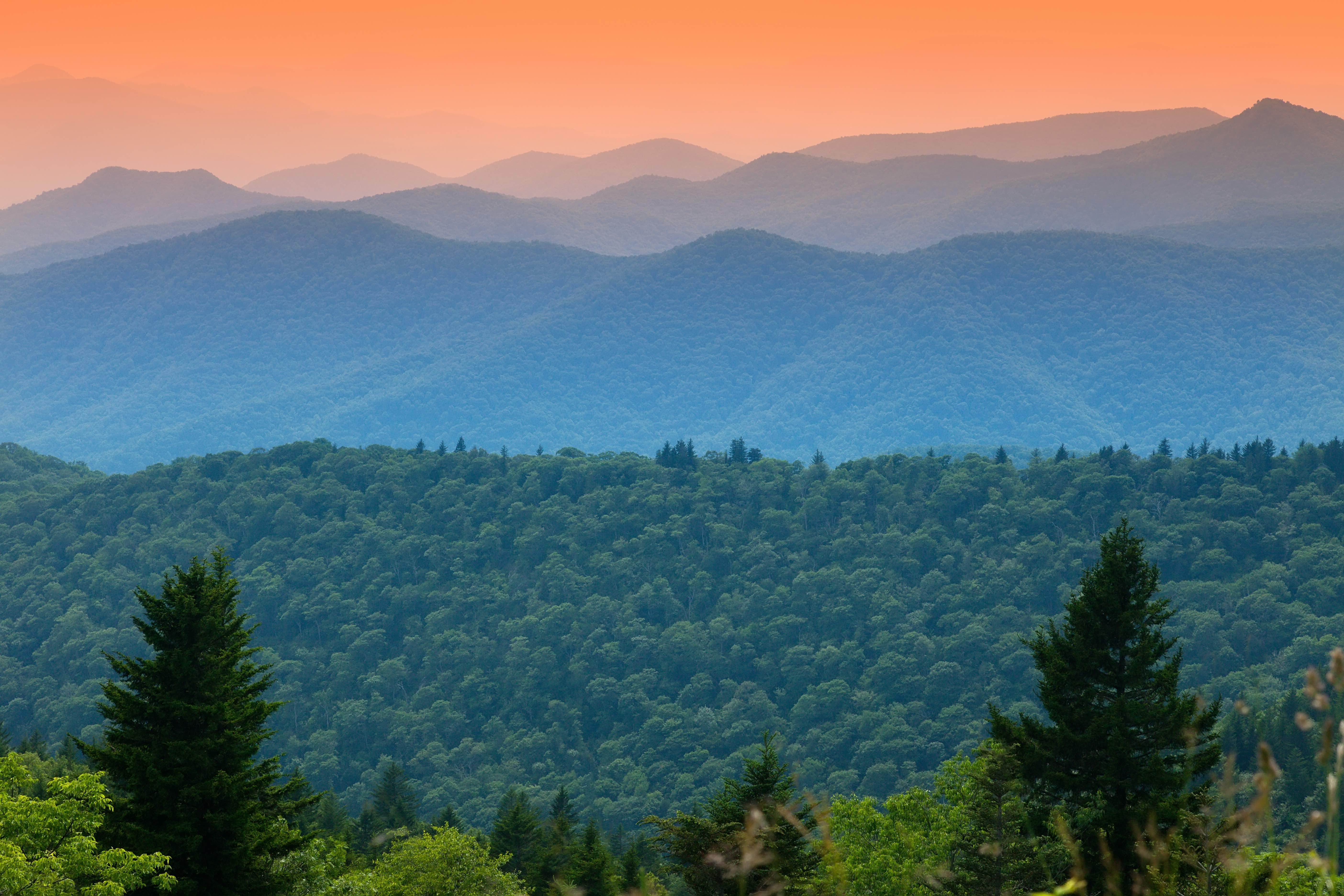 Max Patch