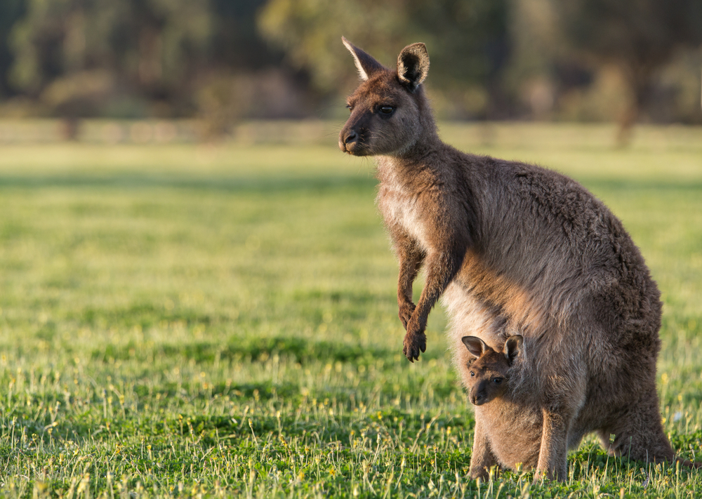 Kangaroo