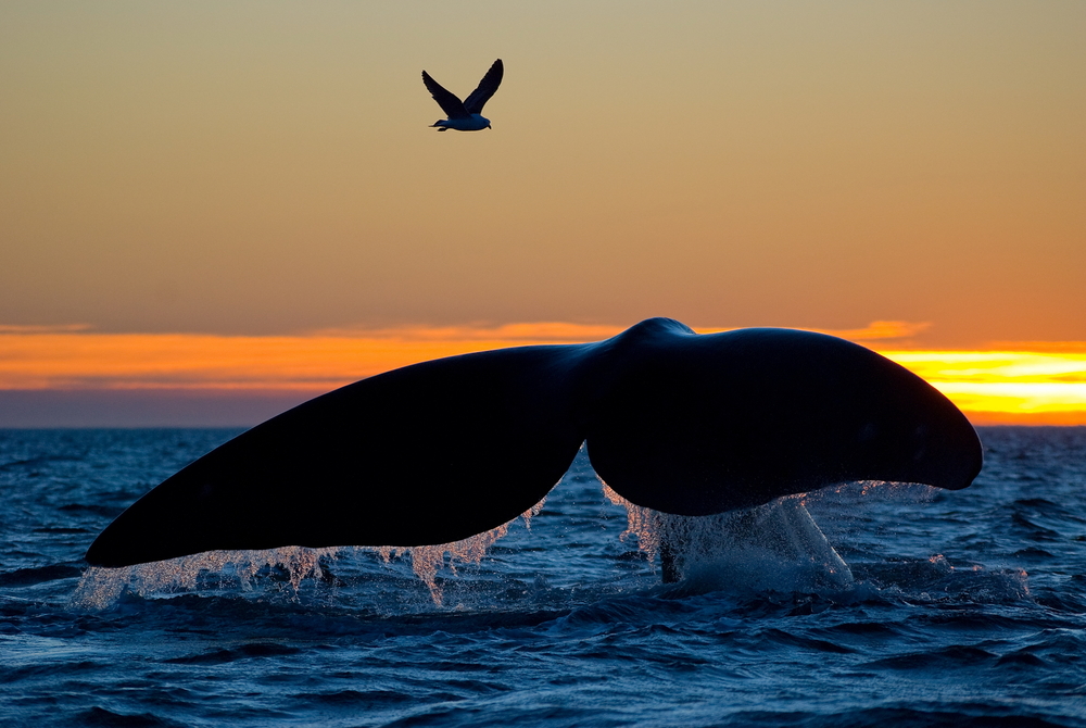 Whale watching in Australia and New Zealand