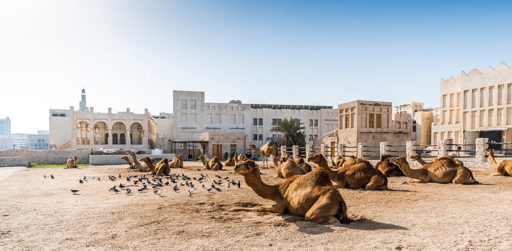 Camels in Qatar