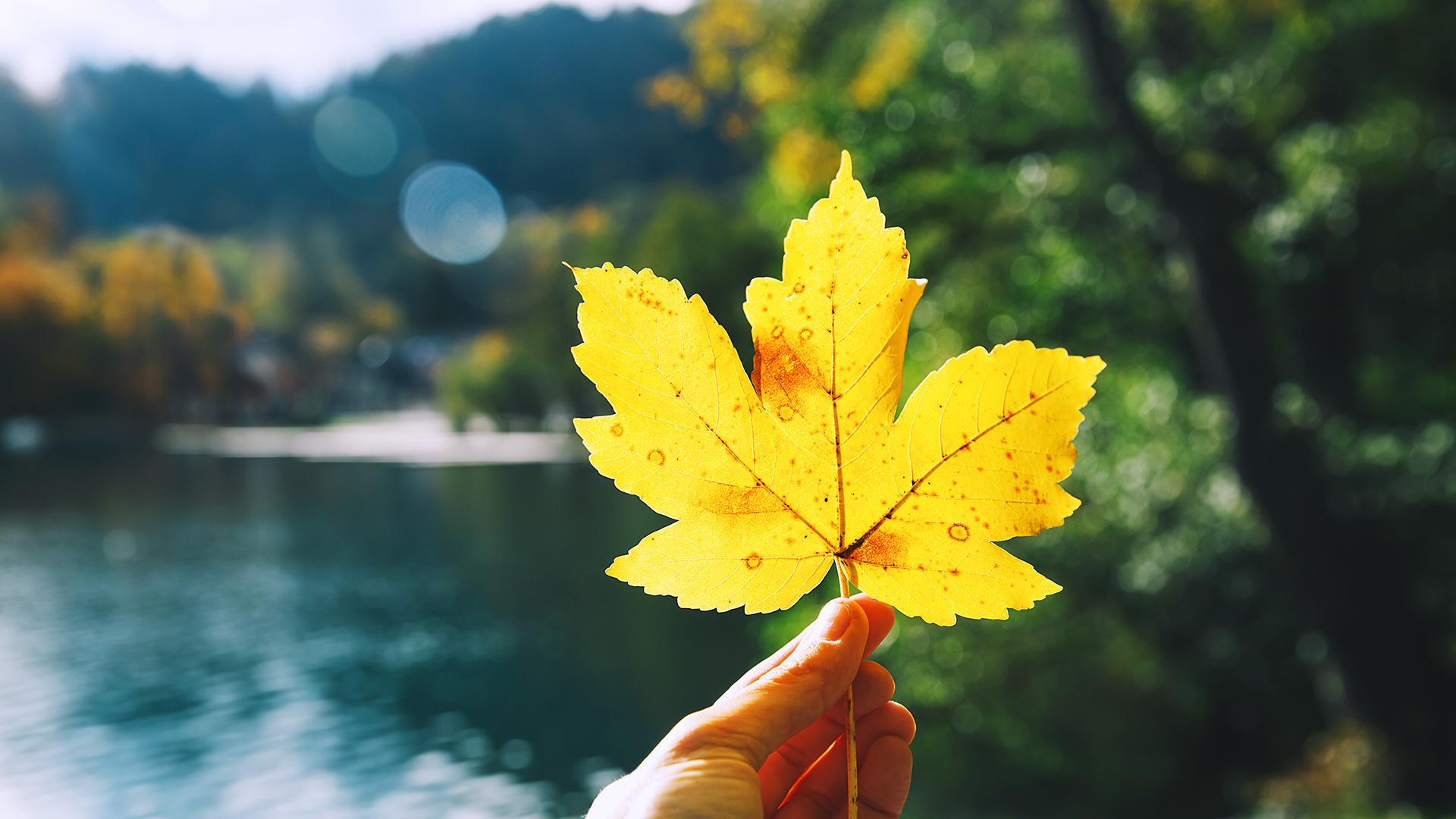 fall leaf peeping