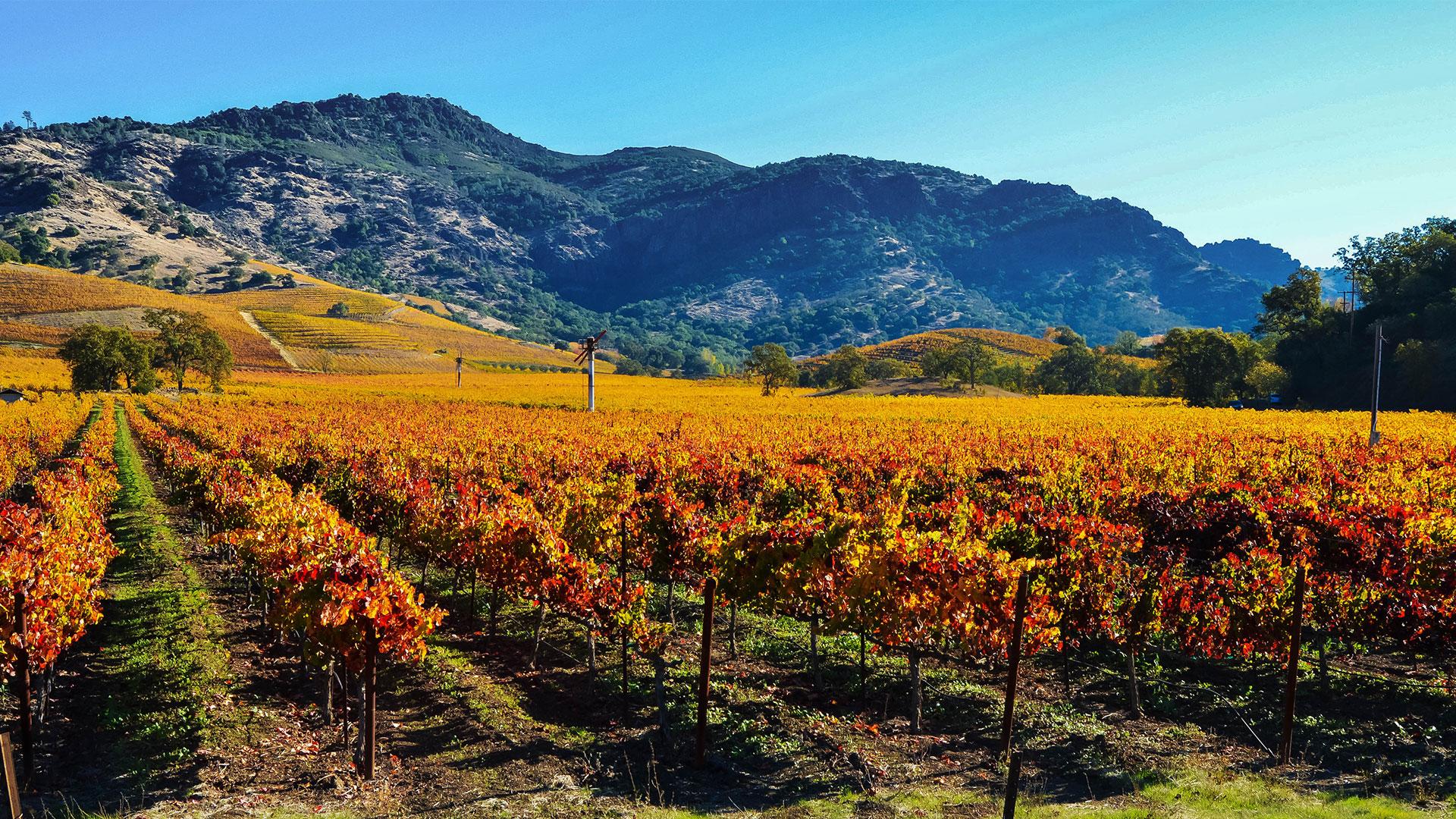 autumn hues of winery vineyard in fall