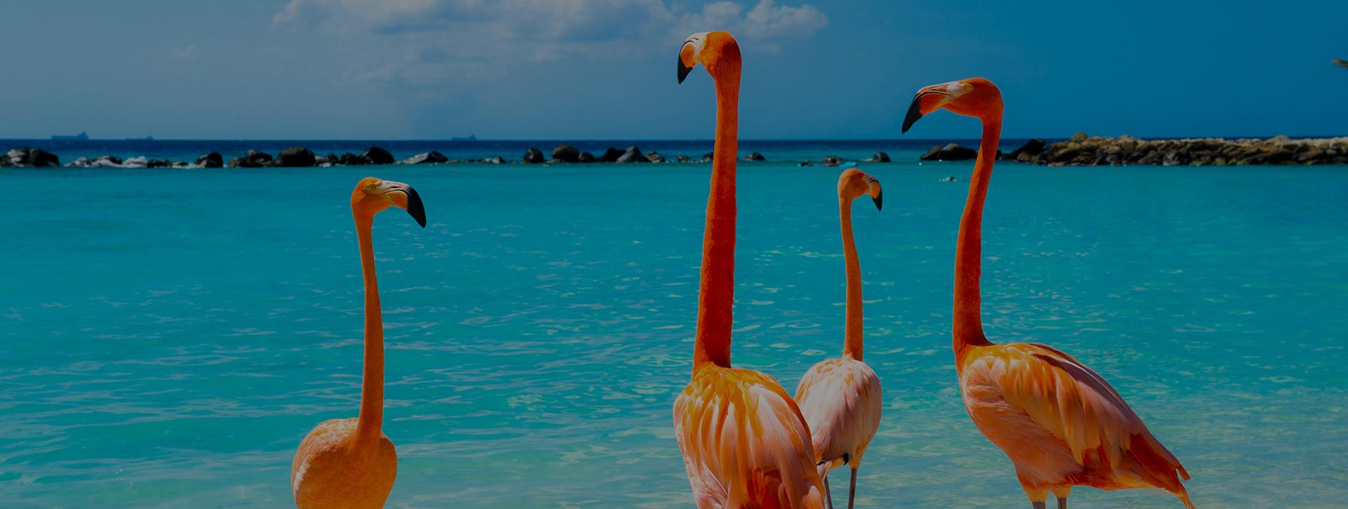 5 Days in Aruba