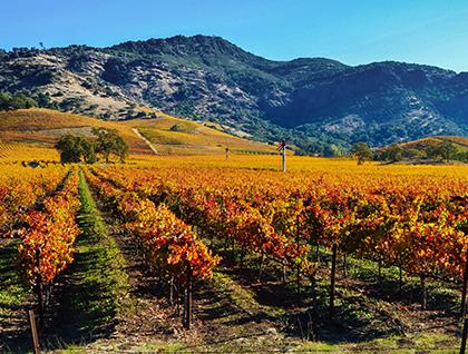 autumn hues of winery vineyard in fall