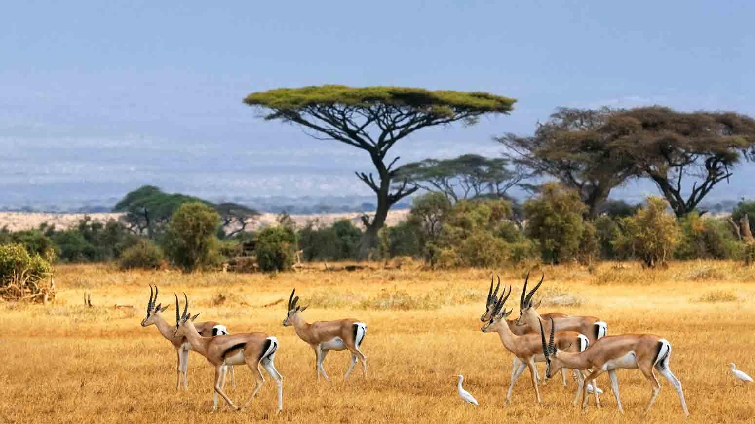 Africa vacations