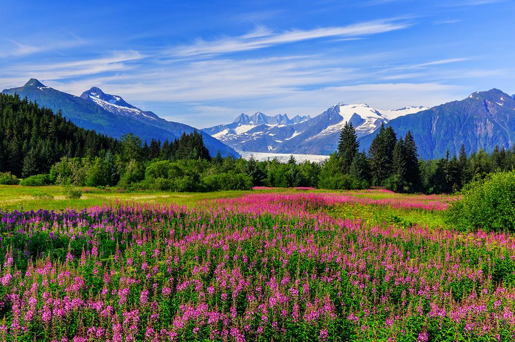 View fields full of flowers bordered by towering mountains with Alaska tours