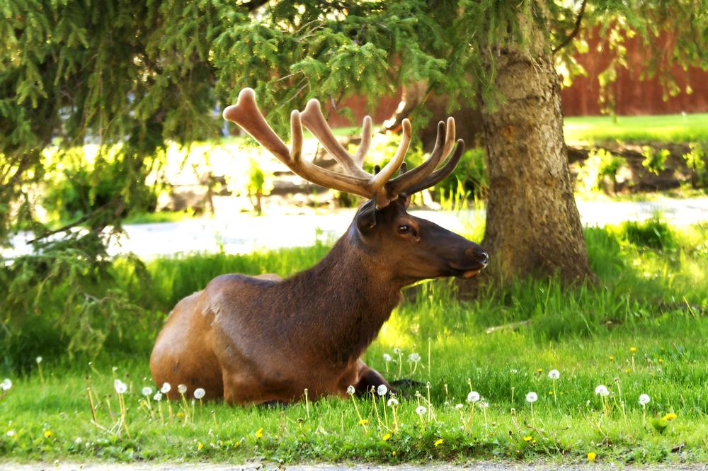 See deer and other wildlife in Canada with Alberta tours