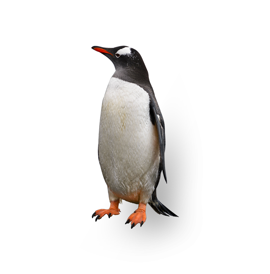 Penguins in Auckland New Zealand