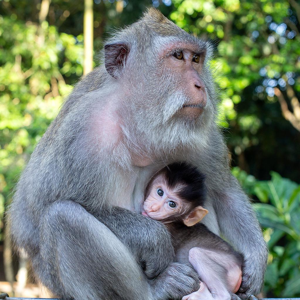 Monkeys in Bali, Indonesia