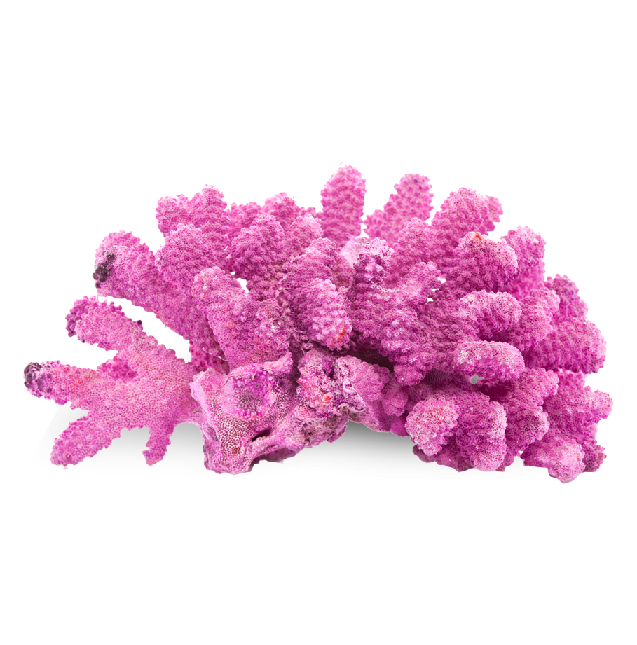 Bright pink coral native to Bora Bora