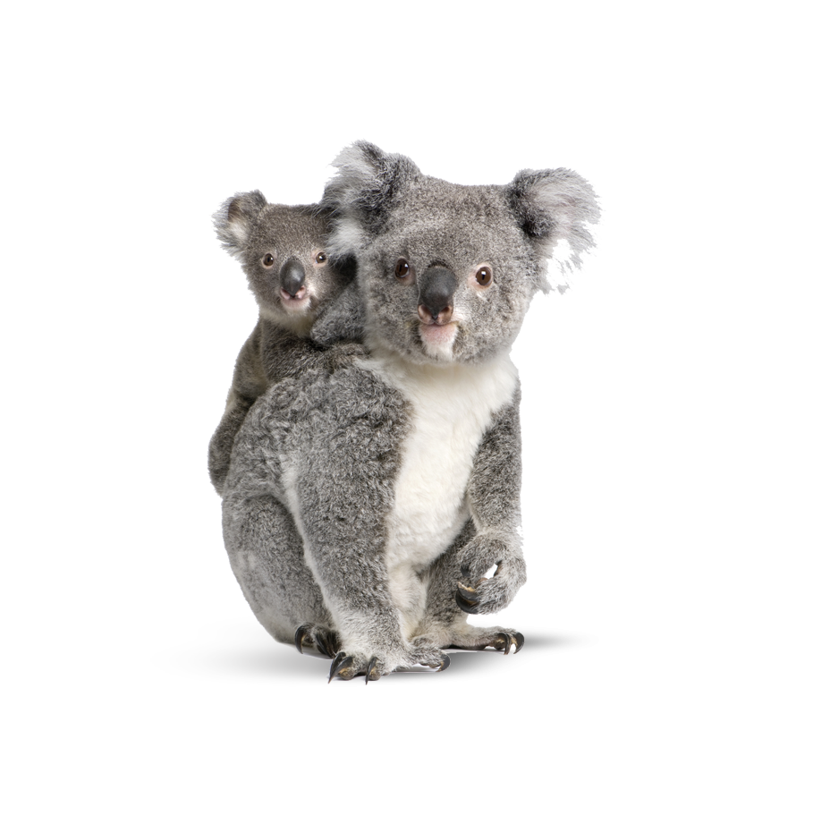 Koalas native to Brisbane, Australia