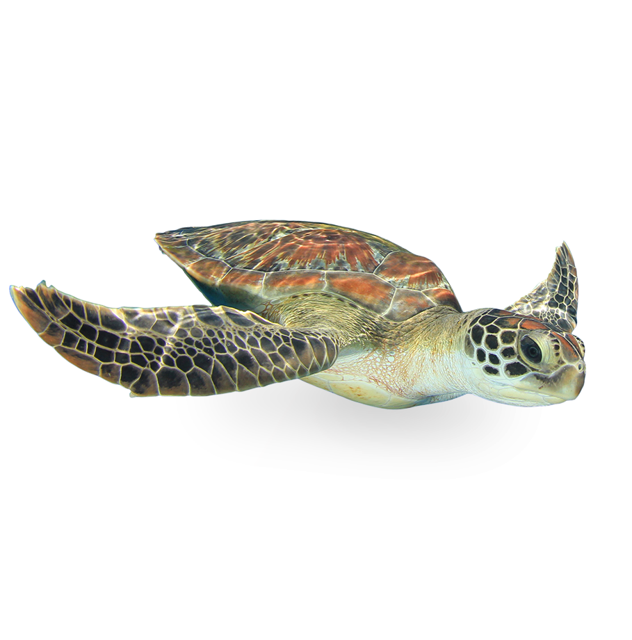Cayman Islands turtle