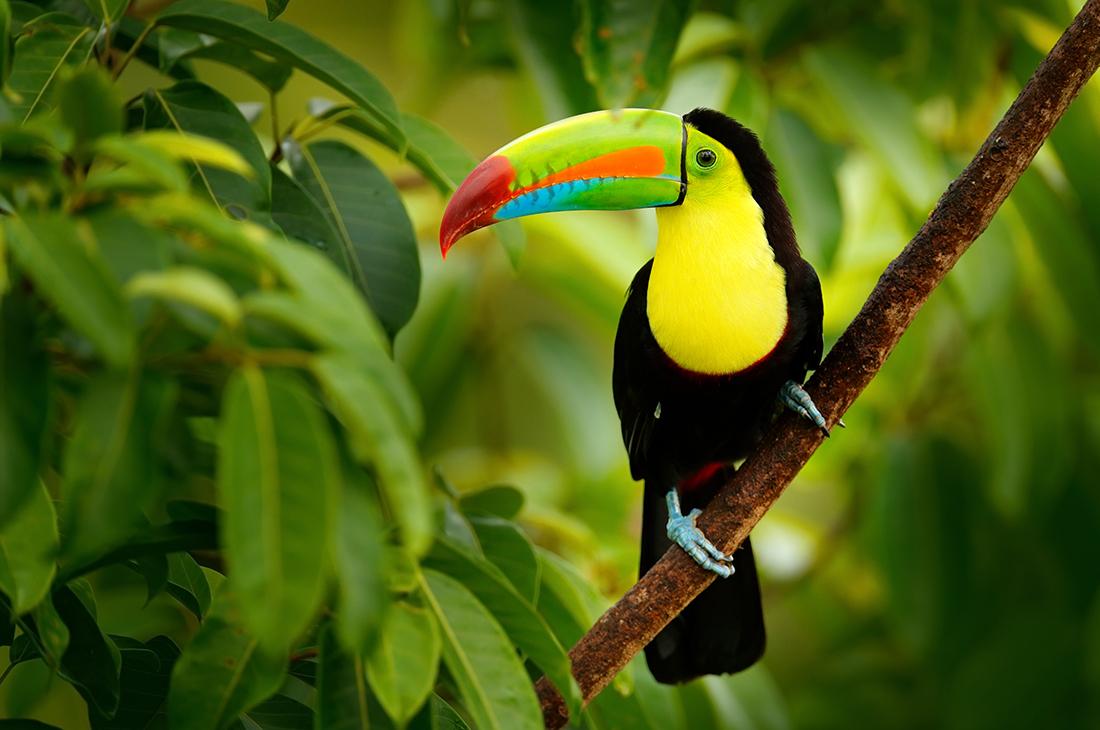 A Toucan on a Costa Rica tour through the rainforest