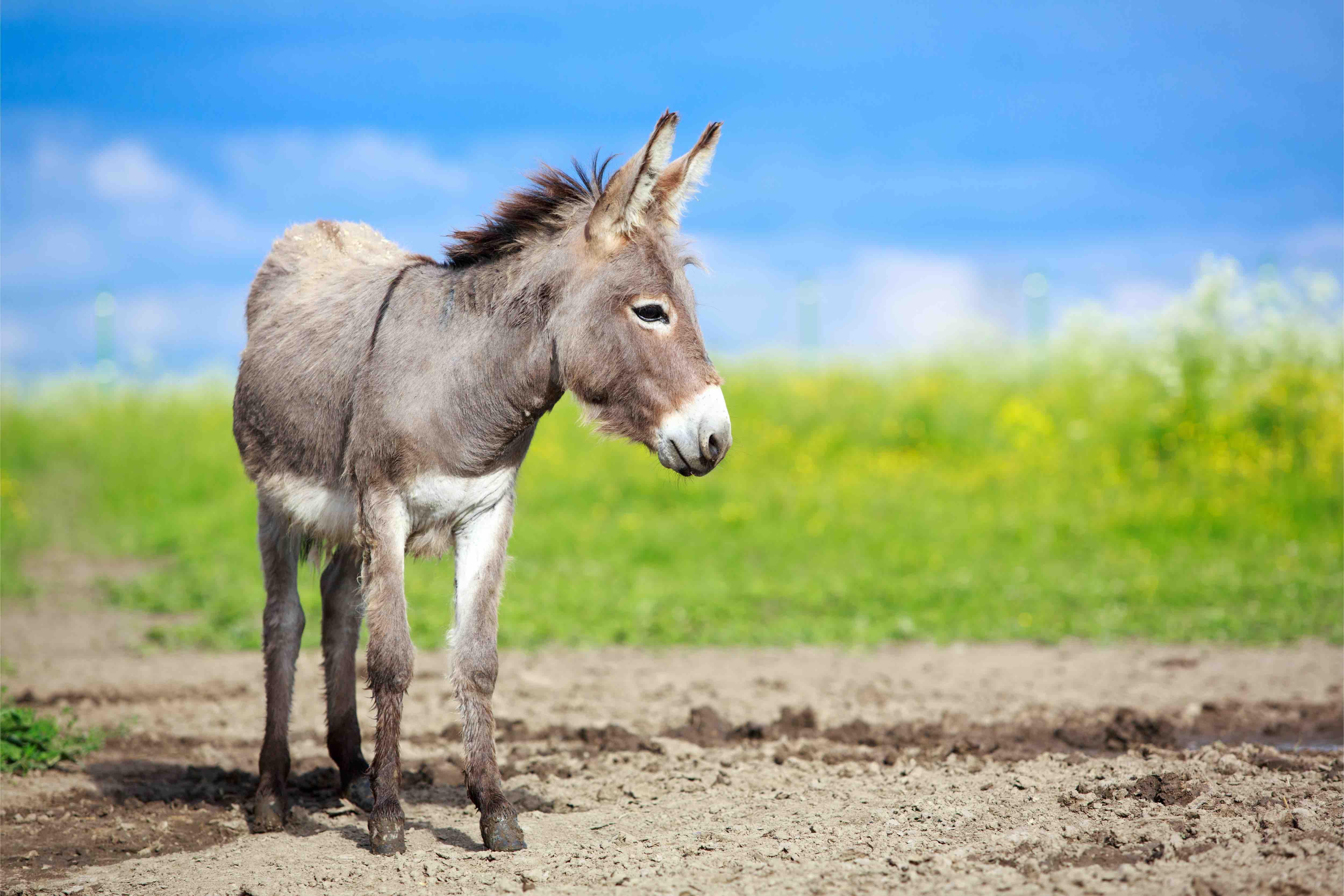 Donkey