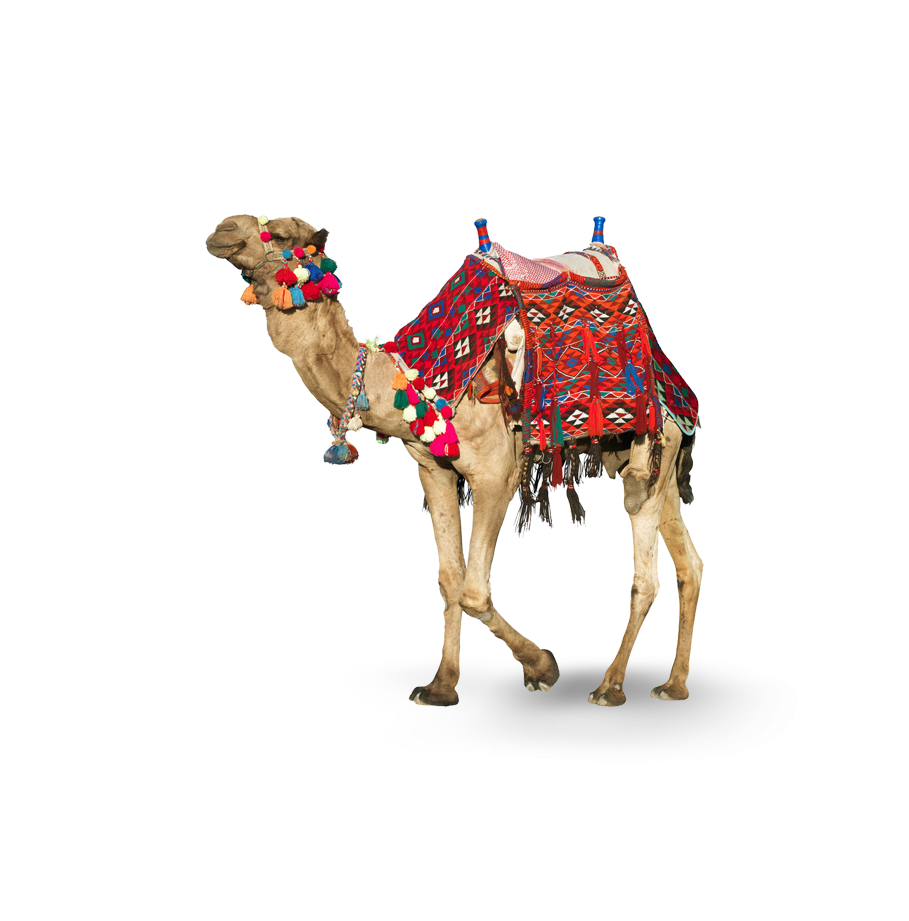 A camel - a common motif in Dubai