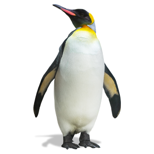 Emperor penguins are a common sight in Antarctica