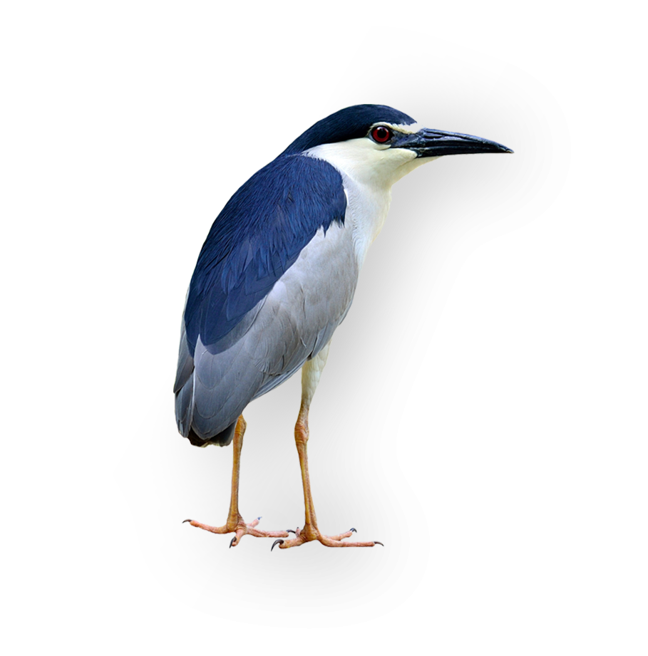 Kingfisher bird native to Fort Lauderdale, Florida