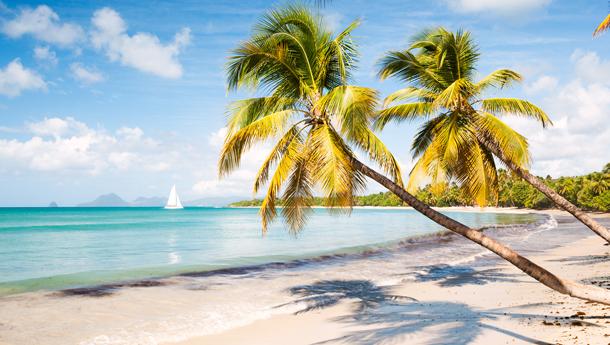 Palm trees over a beach