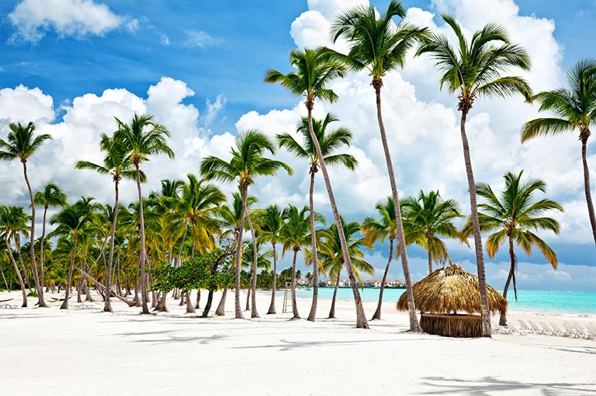 A palm tree lined beach