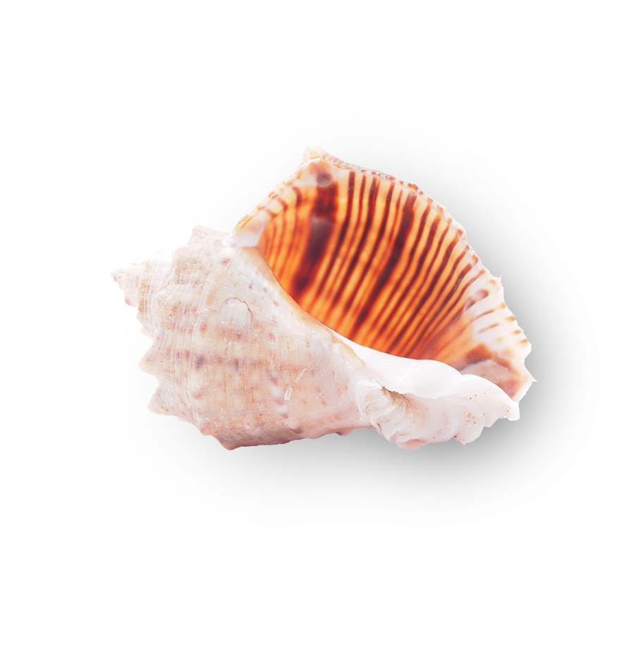 Conch shell from La Romana Dominican Republic