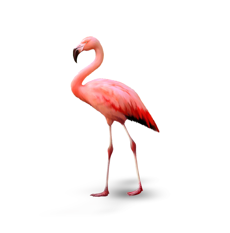 Flamingo bird, native to Miami Florida