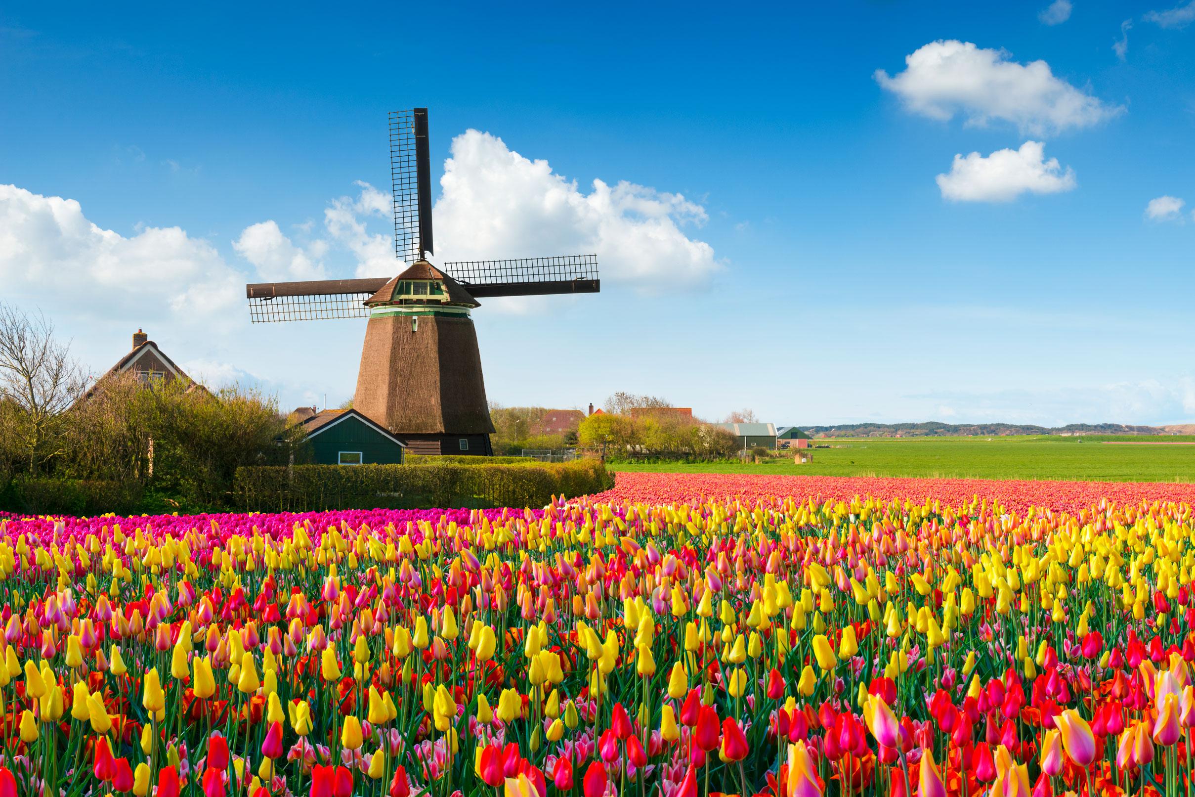 Views of windmills and tulips on a Netherlands vacation package