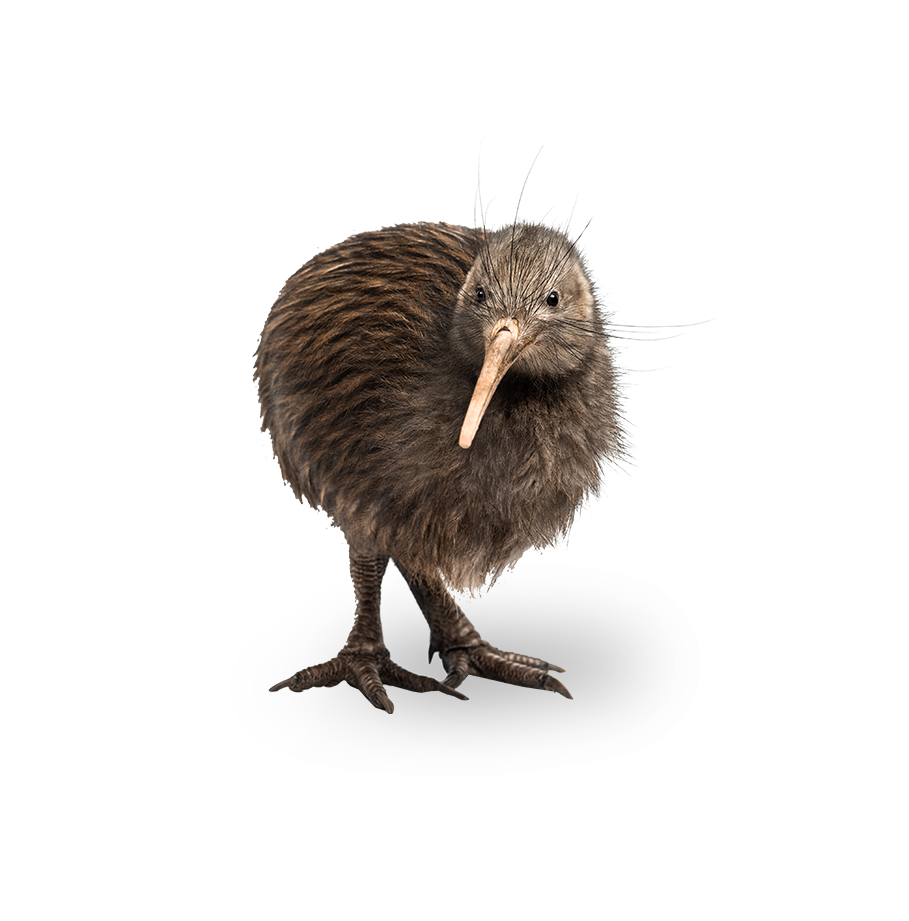 New Zealand kiwi bird