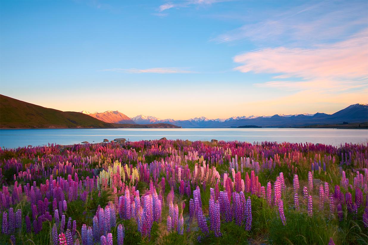 View mountains and fields of hebes flowers with New Zealand vacation packages