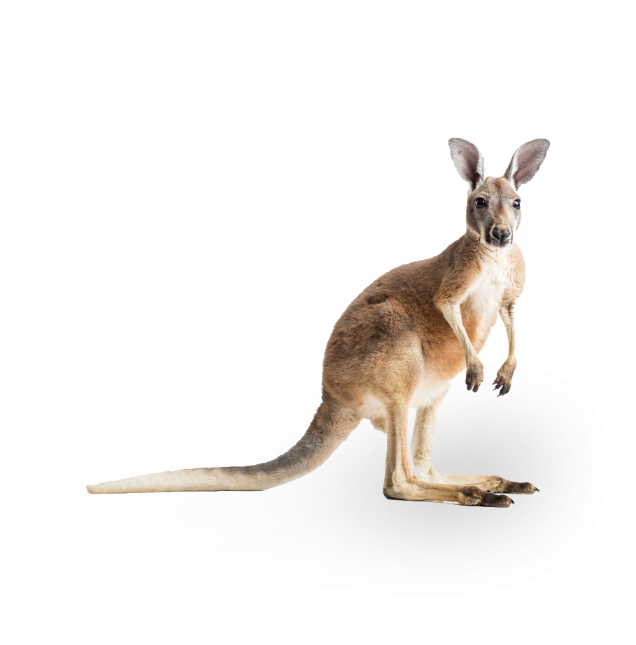 Kangaroos, native to Northern Territory Australia