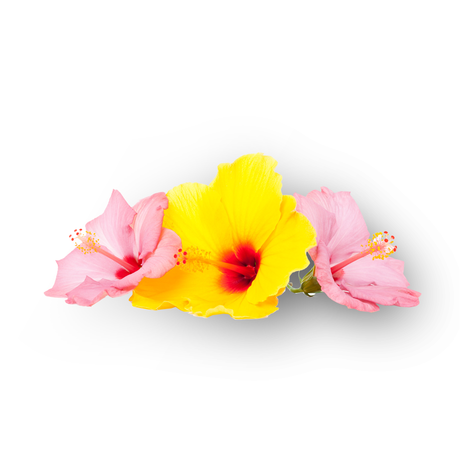 Hibiscus flowers native to Ochos Rios Jamaica