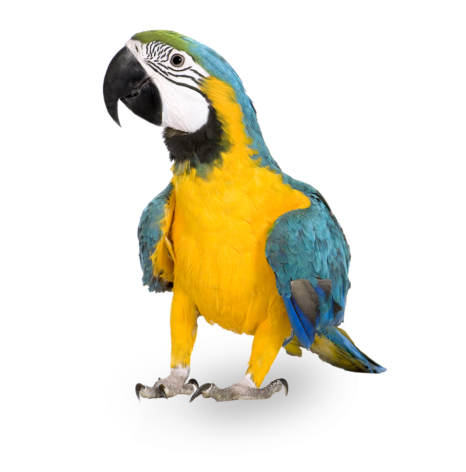 Blue and yellow Macaw parrot native to Panama