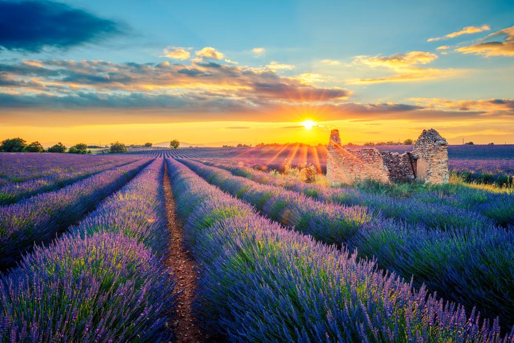 Provence, France - lavender