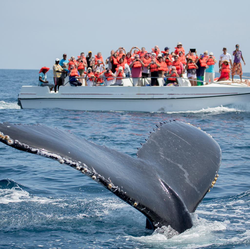 Whale-watching on Samana vacations